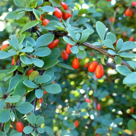 burberry christmas tree|barberry care and maintenance.